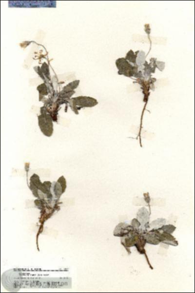 URN_catalog_HBHinton_herbarium_19685.jpg.jpg