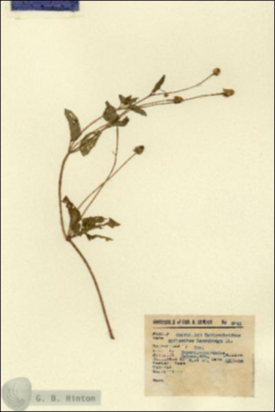 URN_catalog_HBHinton_herbarium_5645.jpg.jpg