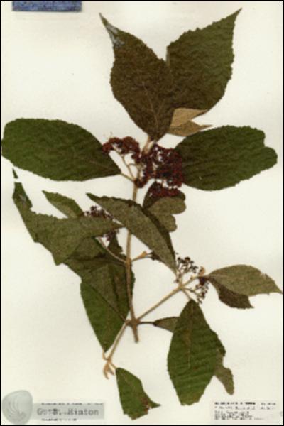 URN_catalog_HBHinton_herbarium_24625.jpg.jpg