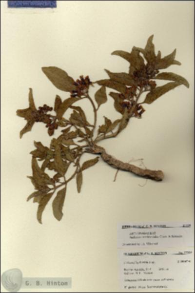 URN_catalog_HBHinton_herbarium_27339-1.jpg.jpg