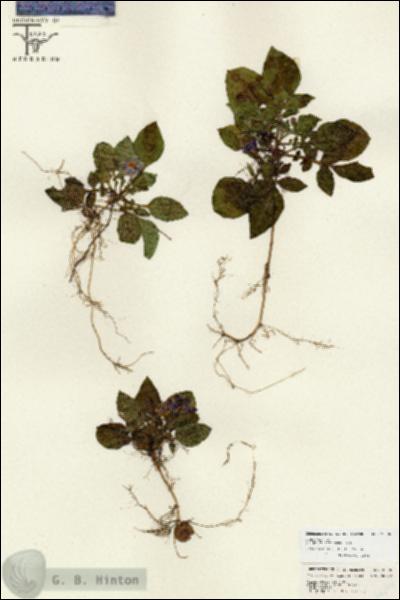 URN_catalog_HBHinton_herbarium_26806.jpg.jpg