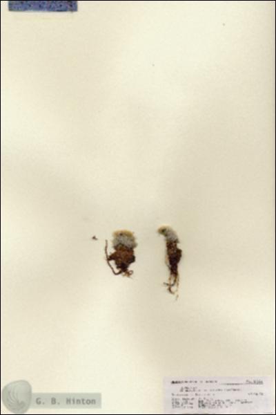 URN_catalog_HBHinton_herbarium_27118.jpg.jpg