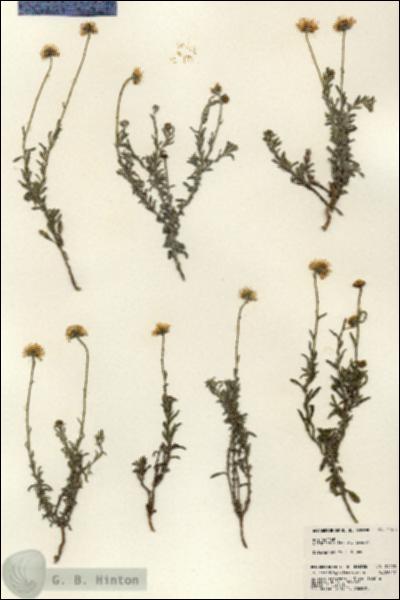 URN_catalog_HBHinton_herbarium_24470.jpg.jpg