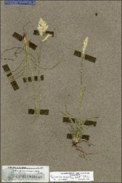 URN_catalog_HBHinton_herbarium_19617.jpg.jpg