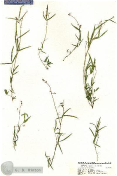 URN_catalog_HBHinton_herbarium_21133.jpg.jpg