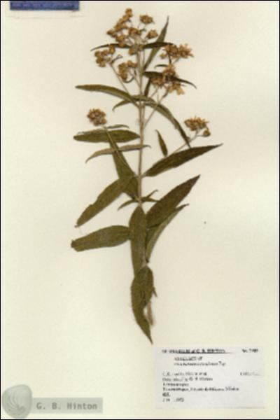 URN_catalog_HBHinton_herbarium_7985.jpg.jpg
