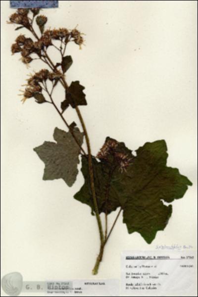 URN_catalog_HBHinton_herbarium_27262.jpg.jpg