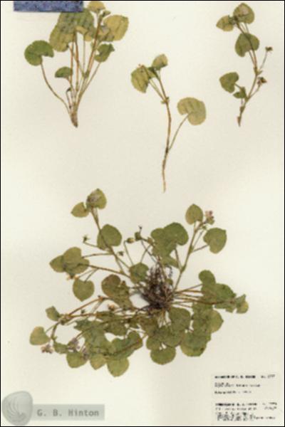 URN_catalog_HBHinton_herbarium_22971.jpg.jpg
