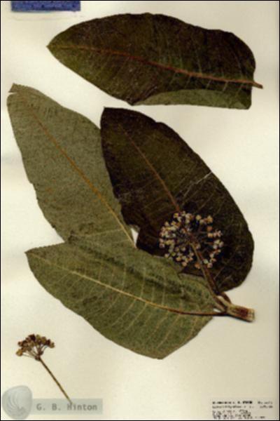 URN_catalog_HBHinton_herbarium_22812.jpg.jpg