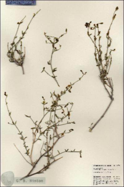 URN_catalog_HBHinton_herbarium_24754.jpg.jpg