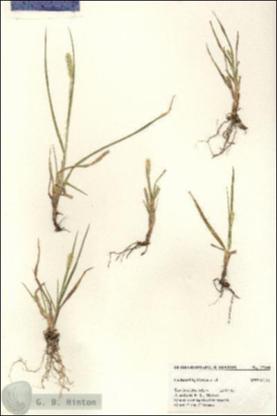 URN_catalog_HBHinton_herbarium_27398.jpg.jpg