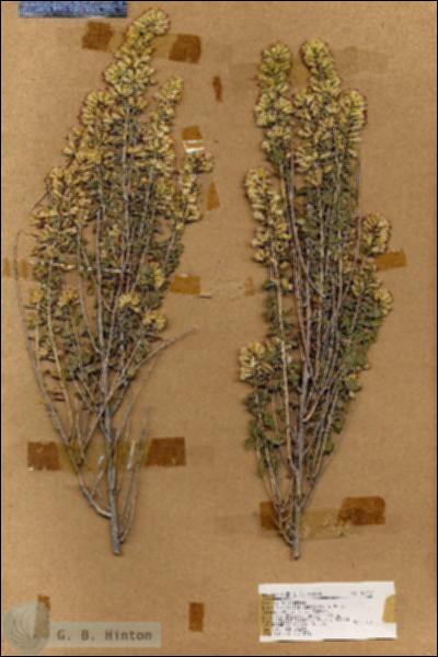 URN_catalog_HBHinton_herbarium_17713.jpg.jpg