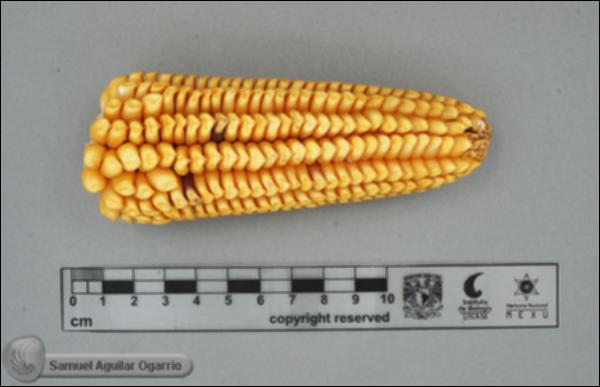 Zea-mays-FS2318.jpg.jpg
