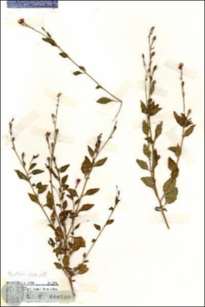 URN_catalog_HBHinton_herbarium_19406.jpg.jpg