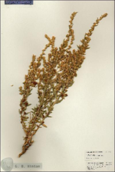 URN_catalog_HBHinton_herbarium_24771.jpg.jpg