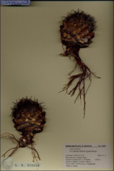 URN_catalog_HBHinton_herbarium_27837.jpg.jpg