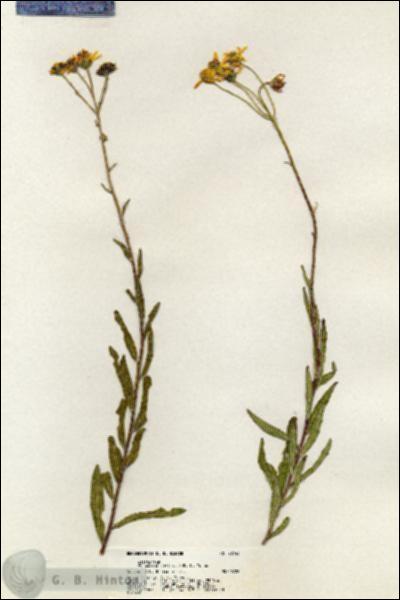URN_catalog_HBHinton_herbarium_20746.jpg.jpg