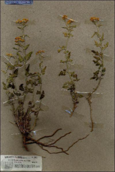 URN_catalog_HBHinton_herbarium_19862.jpg.jpg