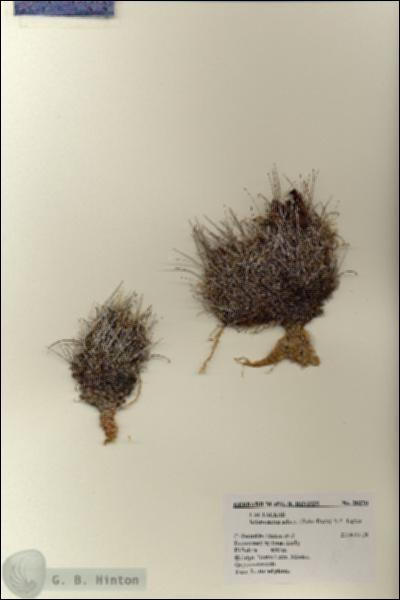 URN_catalog_HBHinton_herbarium_28270.jpg.jpg