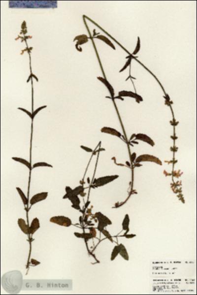 URN_catalog_HBHinton_herbarium_24561.jpg.jpg