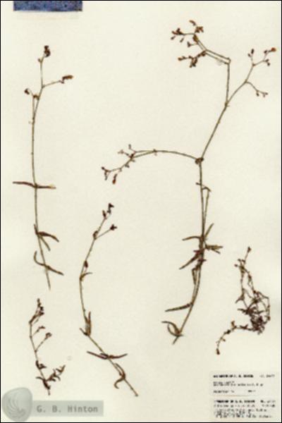 URN_catalog_HBHinton_herbarium_24499.jpg.jpg