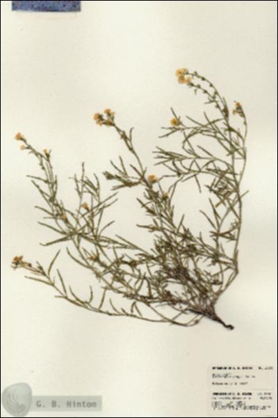URN_catalog_HBHinton_herbarium_23381.jpg.jpg