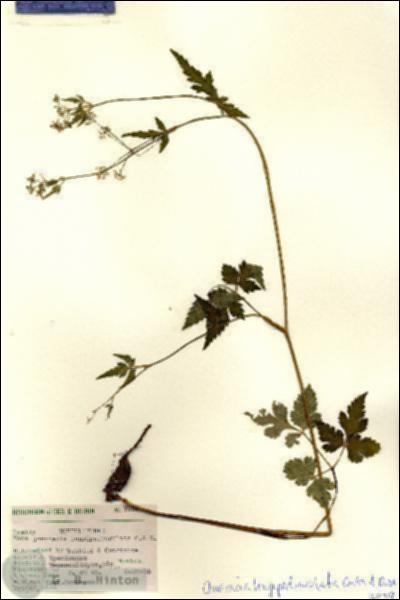 URN_catalog_HBHinton_herbarium_7939.jpg.jpg