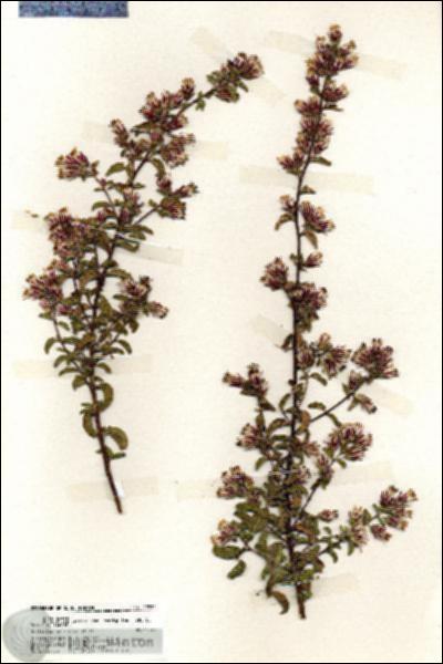 URN_catalog_HBHinton_herbarium_19924.jpg.jpg