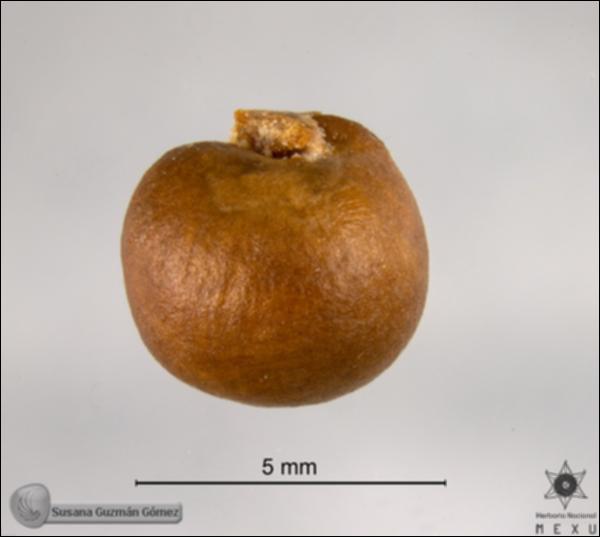 Capparis-incana-FS9419-sem2.jpg.jpg
