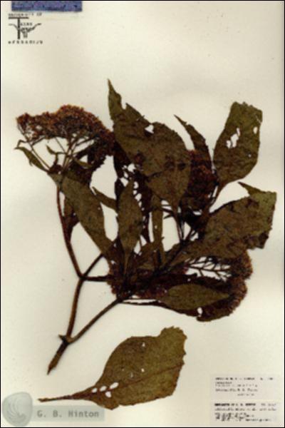 URN_catalog_HBHinton_herbarium_26027.jpg.jpg