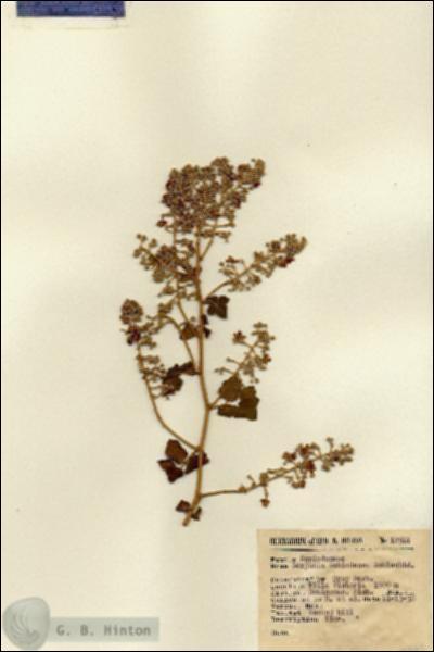 URN_catalog_HBHinton_herbarium_12561.jpg.jpg