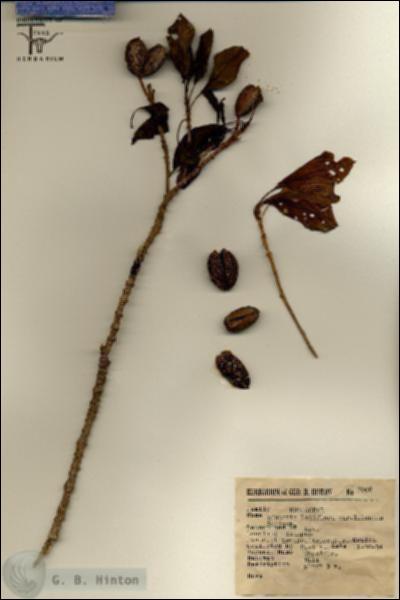 URN_catalog_HBHinton_herbarium_7006.jpg.jpg