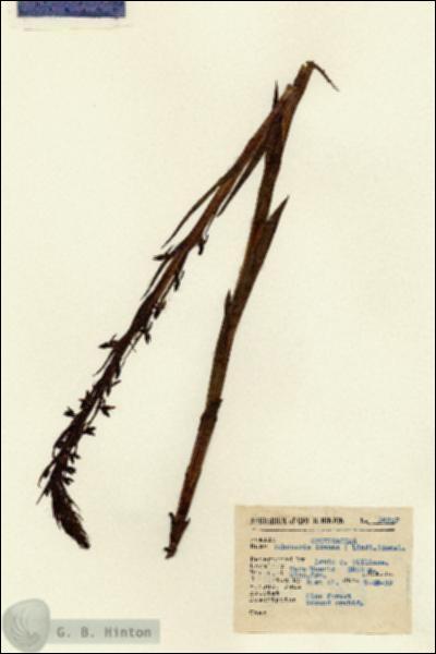 URN_catalog_HBHinton_herbarium_14507.jpg.jpg