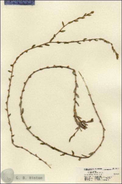 URN_catalog_HBHinton_herbarium_22311.jpg.jpg