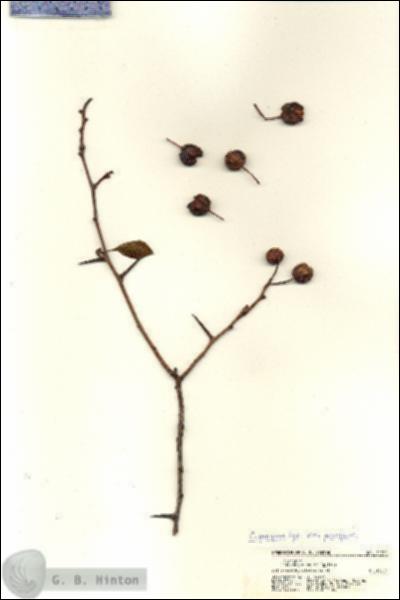 URN_catalog_HBHinton_herbarium_21701.jpg.jpg