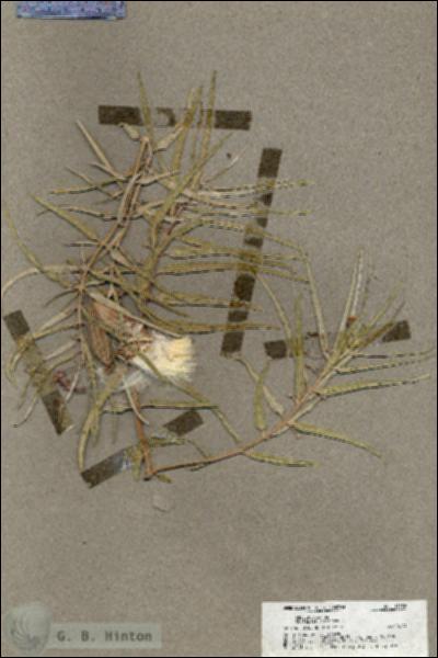 URN_catalog_HBHinton_herbarium_19558.jpg.jpg