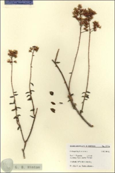 URN_catalog_HBHinton_herbarium_27776.jpg.jpg