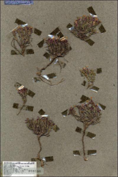 URN_catalog_HBHinton_herbarium_18524.jpg.jpg