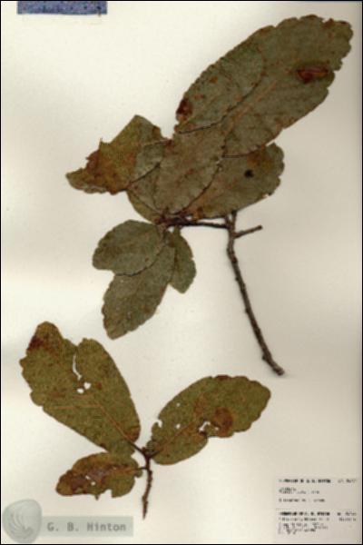 URN_catalog_HBHinton_herbarium_24040.jpg.jpg