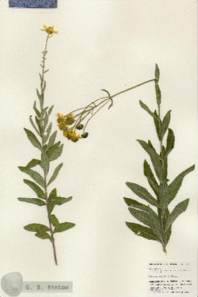 URN_catalog_HBHinton_herbarium_25330.jpg.jpg