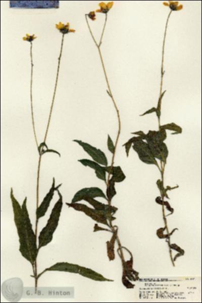 URN_catalog_HBHinton_herbarium_21717.jpg.jpg