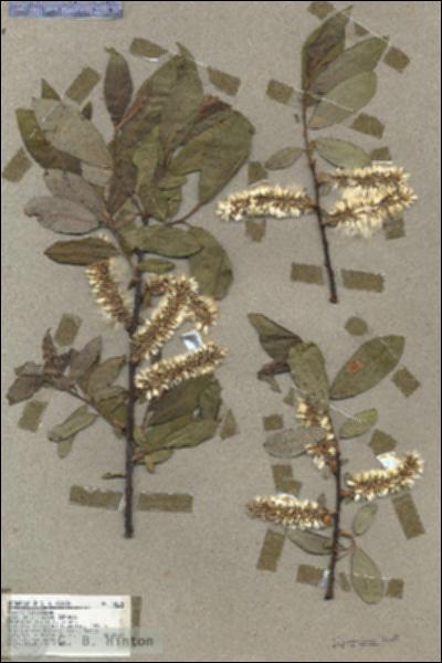 URN_catalog_HBHinton_herbarium_18826.jpg.jpg