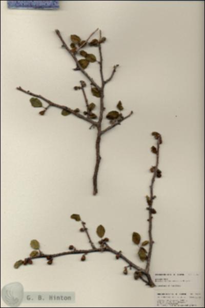 URN_catalog_HBHinton_herbarium_25163.jpg.jpg