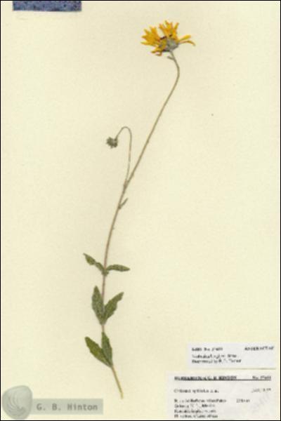 URN_catalog_HBHinton_herbarium_27411.jpg.jpg