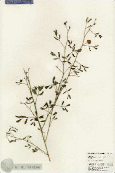 URN_catalog_HBHinton_herbarium_24471.jpg.jpg