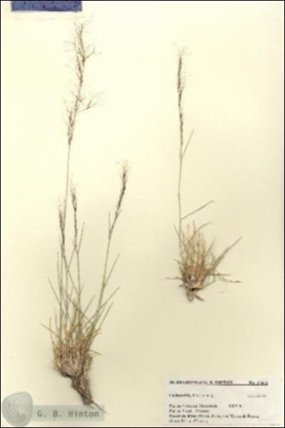 URN_catalog_HBHinton_herbarium_27471.jpg.jpg
