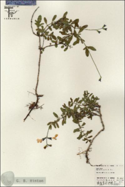 URN_catalog_HBHinton_herbarium_25627.jpg.jpg
