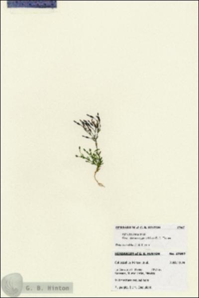 URN_catalog_HBHinton_herbarium_27967.jpg.jpg