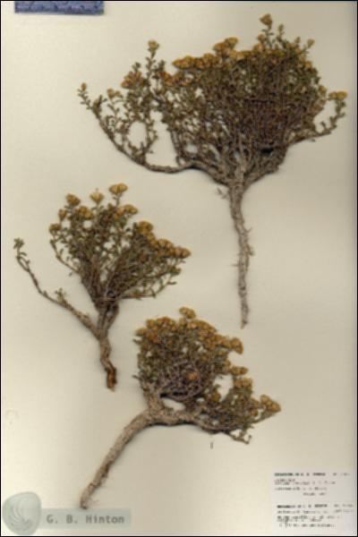 URN_catalog_HBHinton_herbarium_27097.jpg.jpg