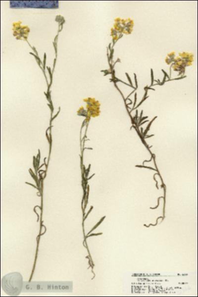 URN_catalog_HBHinton_herbarium_22326.jpg.jpg